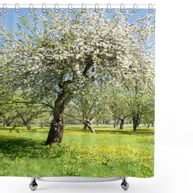 Personality  Spring Blossom Apple Orchard  Shower Curtains