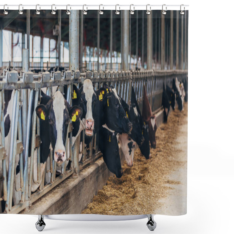 Personality  Holstein Frisian Diary Cows In Free Livestock Stall Shower Curtains