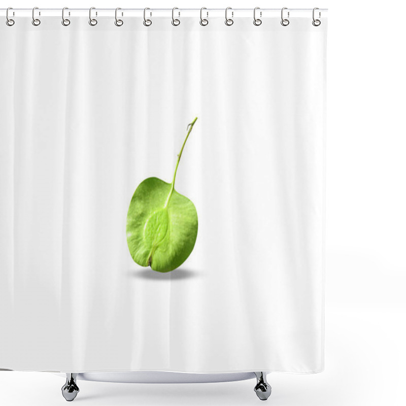 Personality  Holoptelea Integrifolia Or Jungle Cork Tree Green Fruits Isolated On White Background Shower Curtains