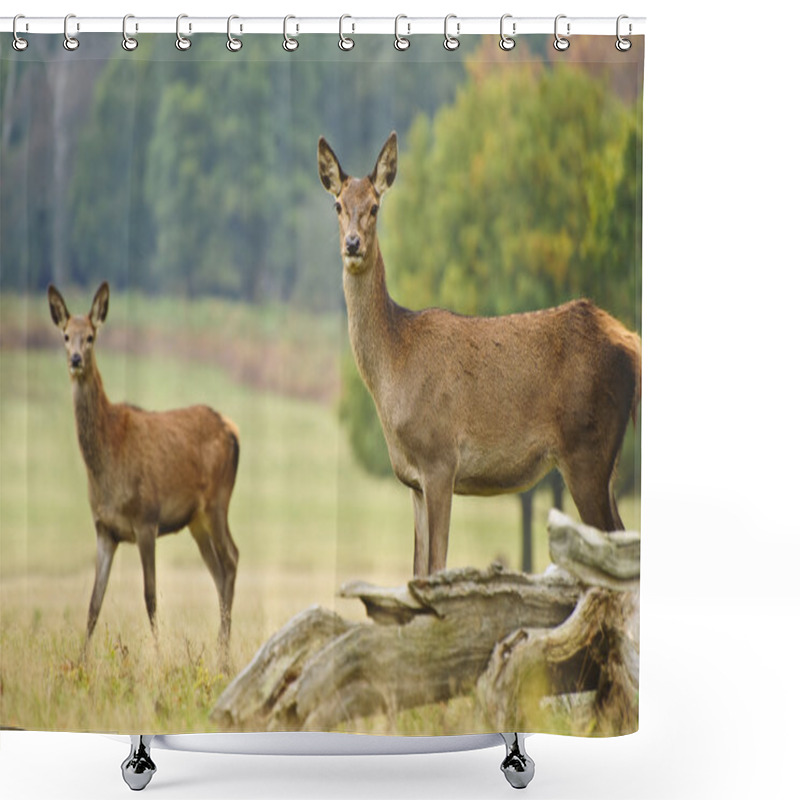 Personality  Beautiful Image Of Red Deer Female Does In Autumn Fall Forest Shower Curtains