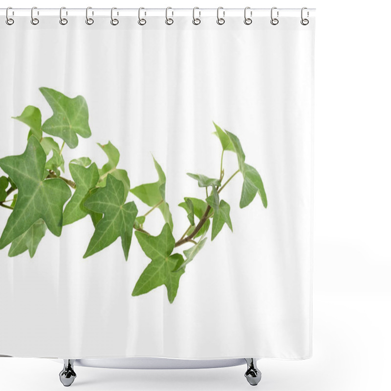 Personality  Ivy Leaves Isolated On A White Background Shower Curtains