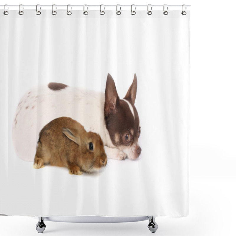 Personality  Chihuahua And Rabbit Shower Curtains