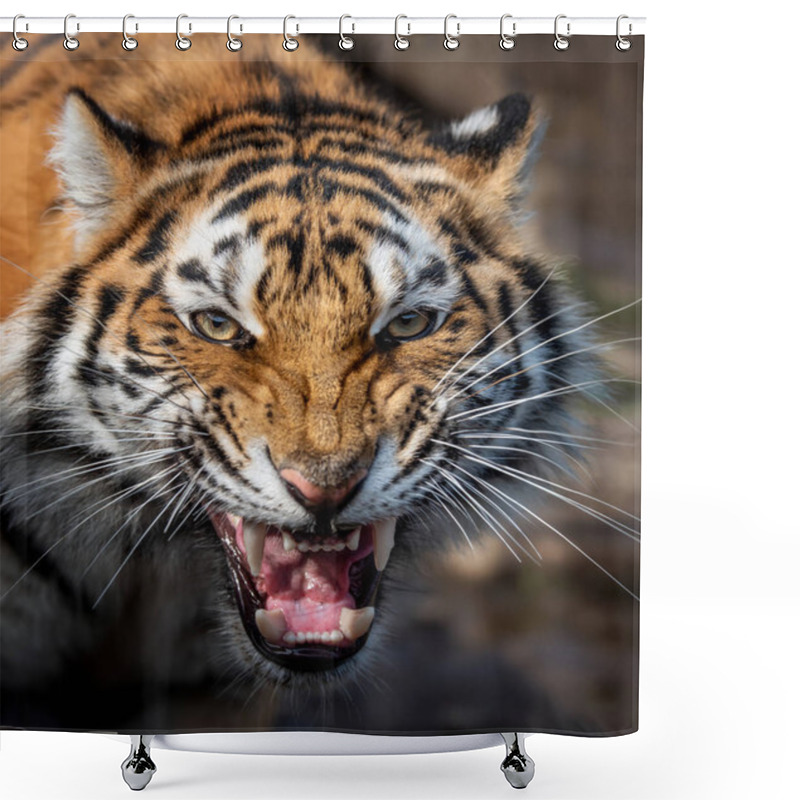 Personality  Close Up View Portrait Of A Siberian Tiger Shower Curtains