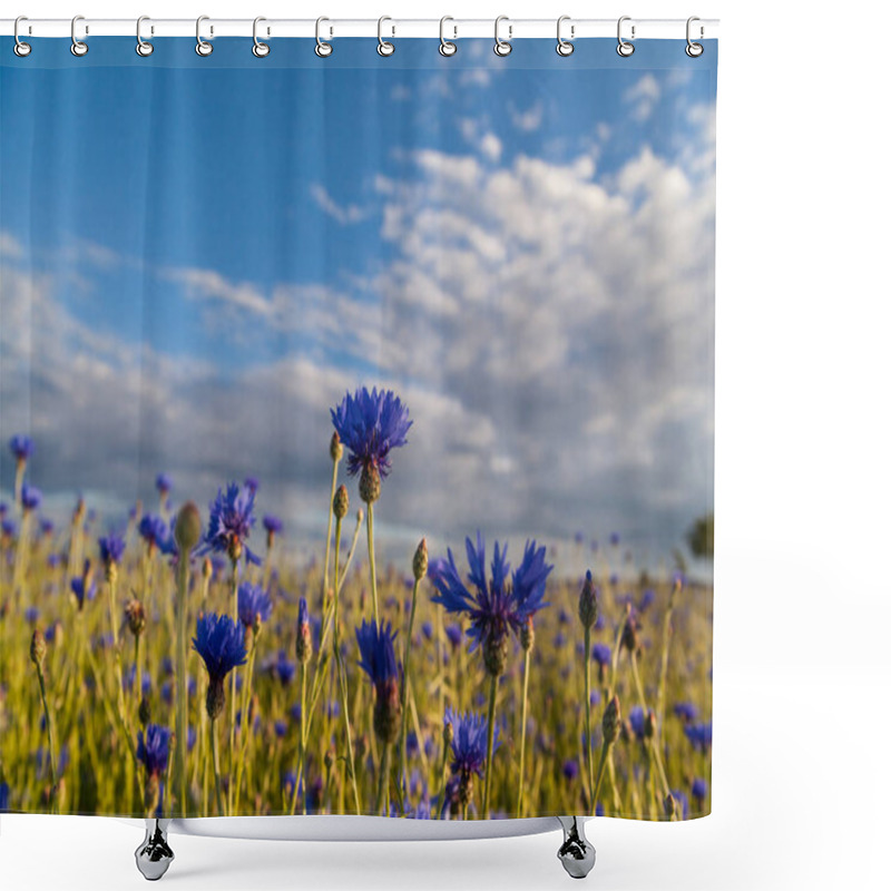 Personality  Cornfield With Blue Cornflowers Shower Curtains