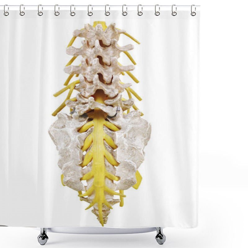 Personality  Isolated Spinal Column Shower Curtains