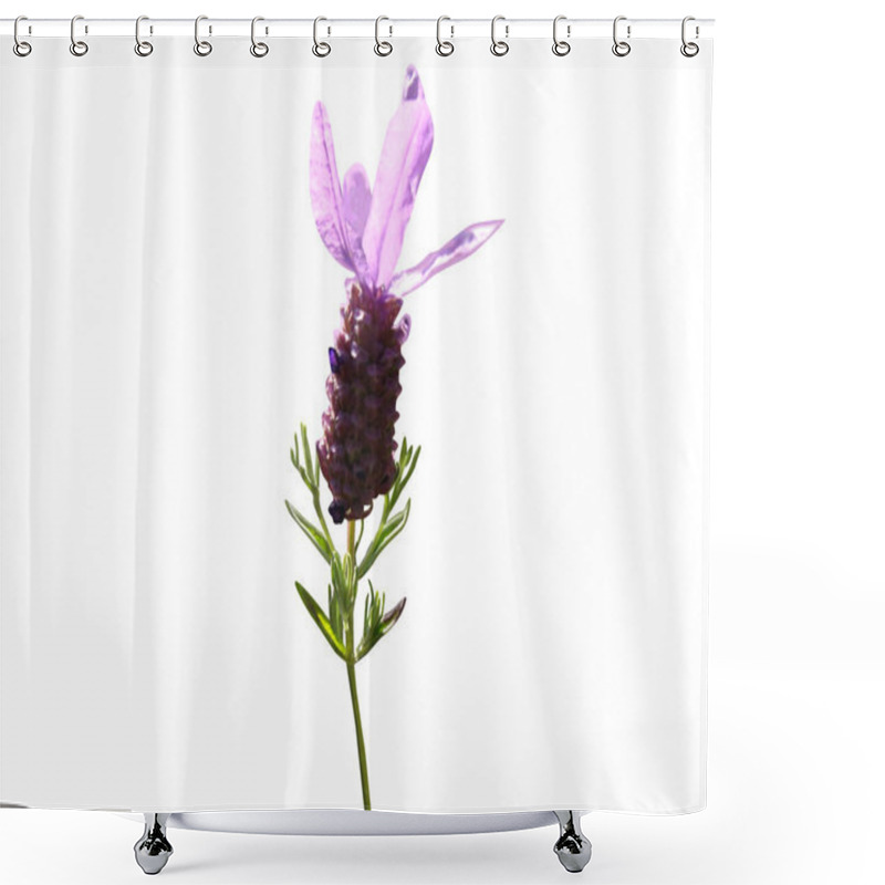 Personality  Lavandula Stoechas Common Name Spanish Lavender Plant With Flowers Isolated On White Background Shower Curtains