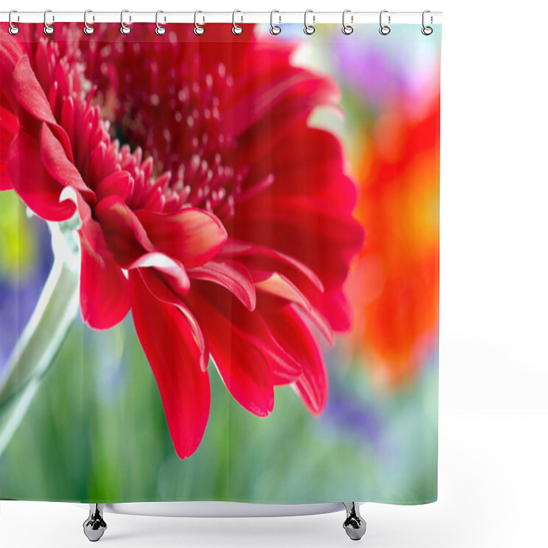 Personality  Red Daisy-gerbera Shower Curtains