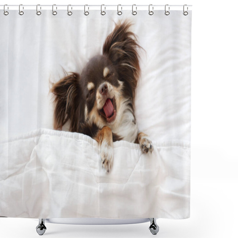 Personality  Cute Chihuahua Dog Yawning While Sleeping On A Bed Shower Curtains