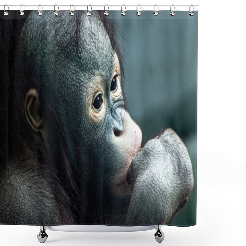 Personality  Close Up Of Little Orangutan (Pongo Pygmaeus) Shower Curtains