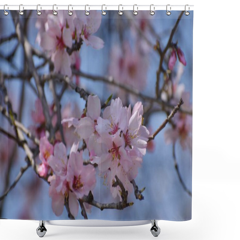 Personality  March 20, 2024, Srinagar India: Pink Almond Blossom Flowers Are Seen Early Spring Across Badawari Garden, The Garden Is Very Popular At The End Of Winter And The Beginning Of Spring Shower Curtains