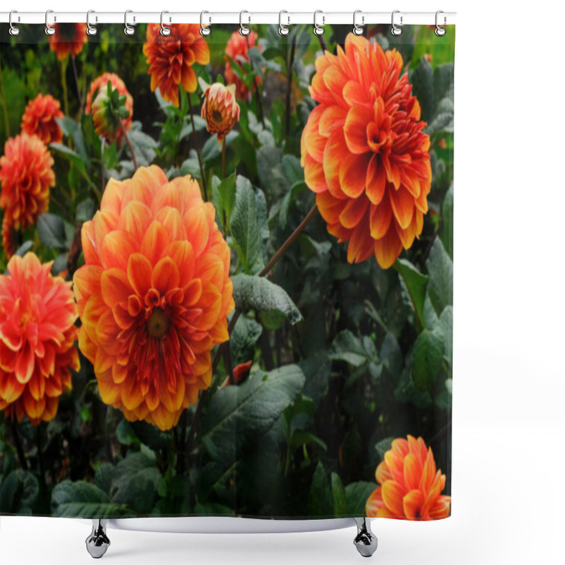 Personality  Beautiful Orange And Yellow Dahlias In Bloom During Fall Shower Curtains