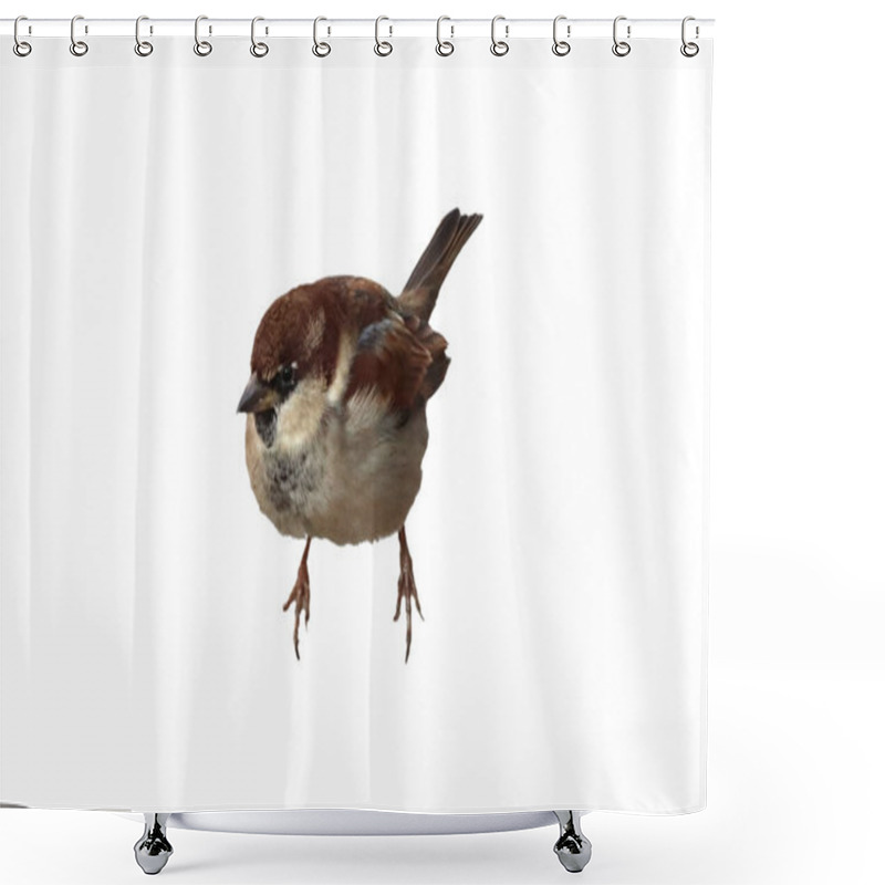 Personality  Small Bird Common Sedentary Sparrow Shower Curtains