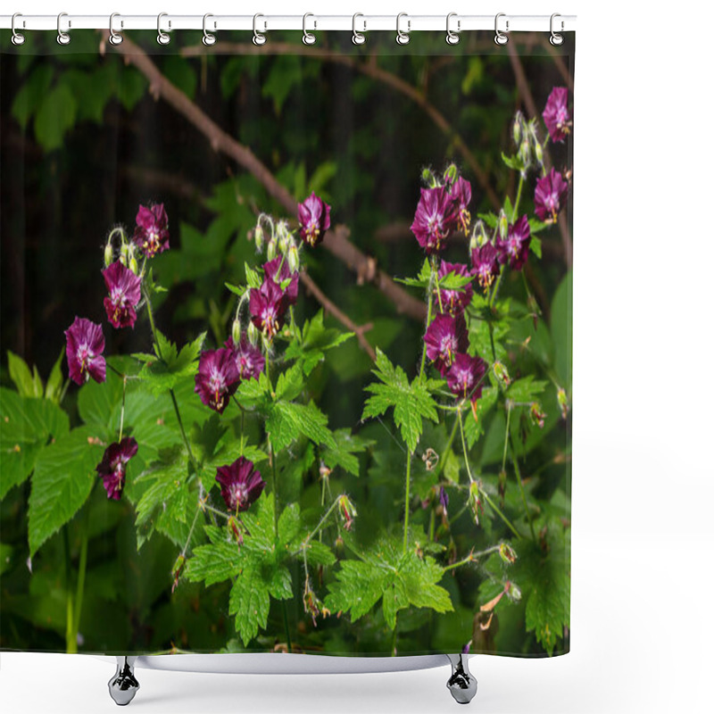 Personality  Dark Purple Dusky Flowers In The Garden, Selective Focus With Green Bokeh Background - Geranium Faeum. Shower Curtains