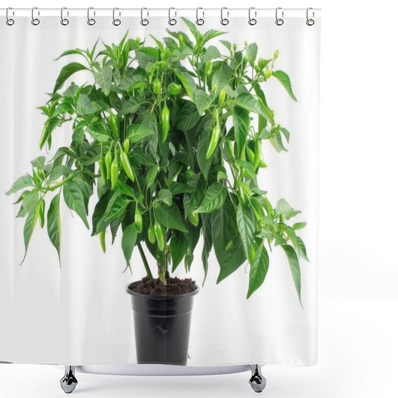 Personality  A Lush Green Pepper Plant Thriving In A Black Pot, Showcasing Abundant Chilies In Various Stages Of Growth. Shower Curtains