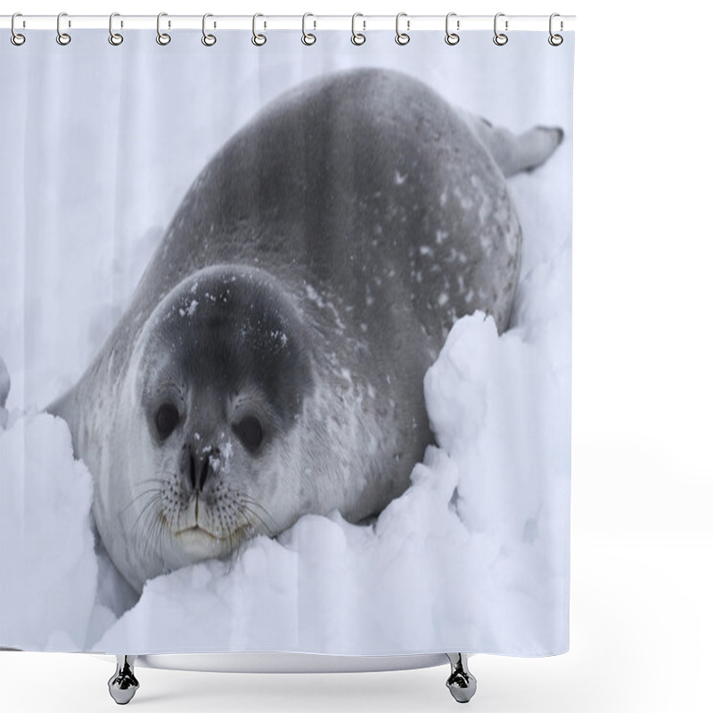 Personality  Weddell Seal Pup In The Snow In Antarctica Shower Curtains