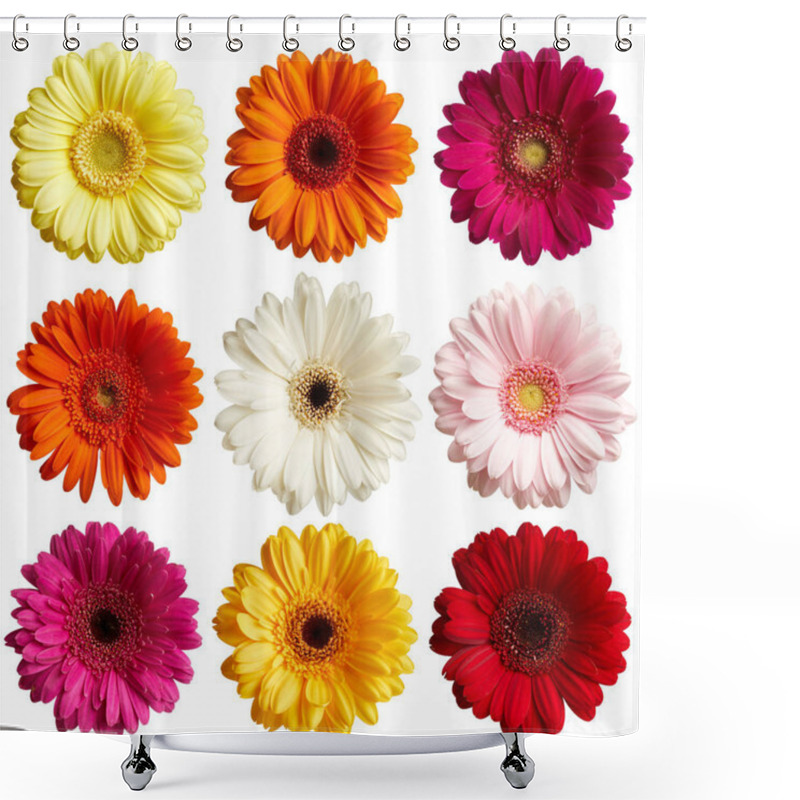 Personality  Set Of Gerbera Daisy Flowers Isolated On White Background Shower Curtains