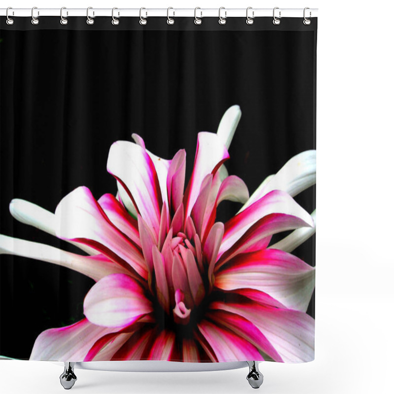 Personality  Close-up View Of Beautiful Blooming Dahlia Shower Curtains