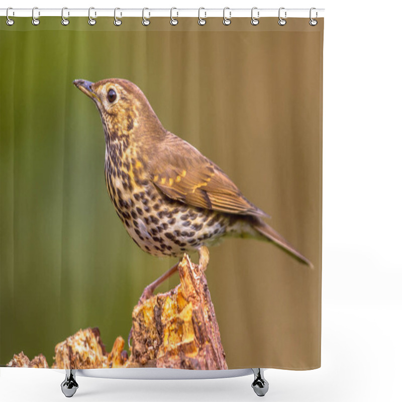 Personality  Song Thrush (Turdus Philomelos) Perched On Log With Green Garden Background Shower Curtains