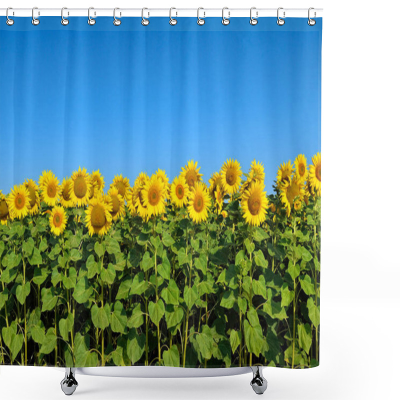 Personality  Field Of Yellow Sunflowers Against The Blue Sky Shower Curtains