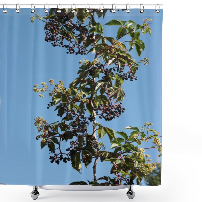 Personality  Parthenocissus Quinquefolia Climbing Plant Close Up Shower Curtains