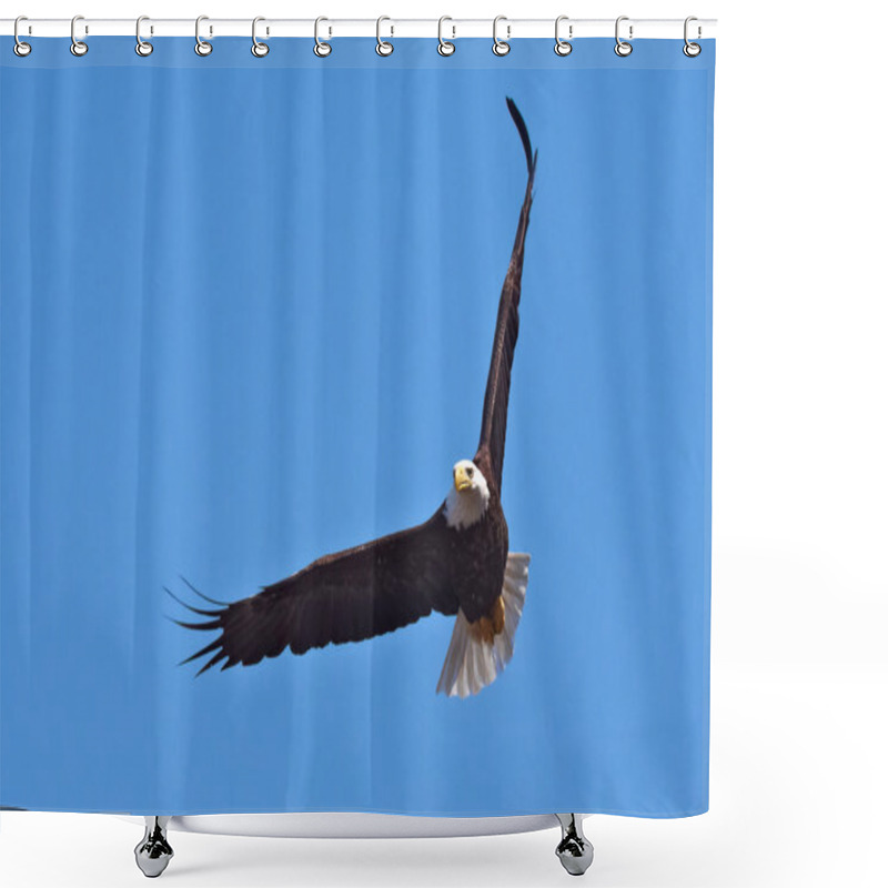 Personality  Bald Eagle In Flight Shower Curtains