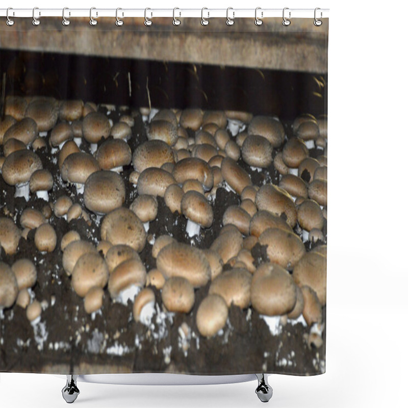 Personality  Mushroom Farm. Shower Curtains