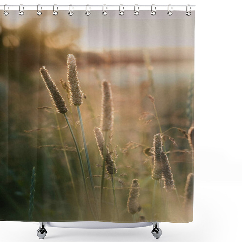 Personality  Golden Grass Swaying Gently In The Warm Evening Light. Shower Curtains