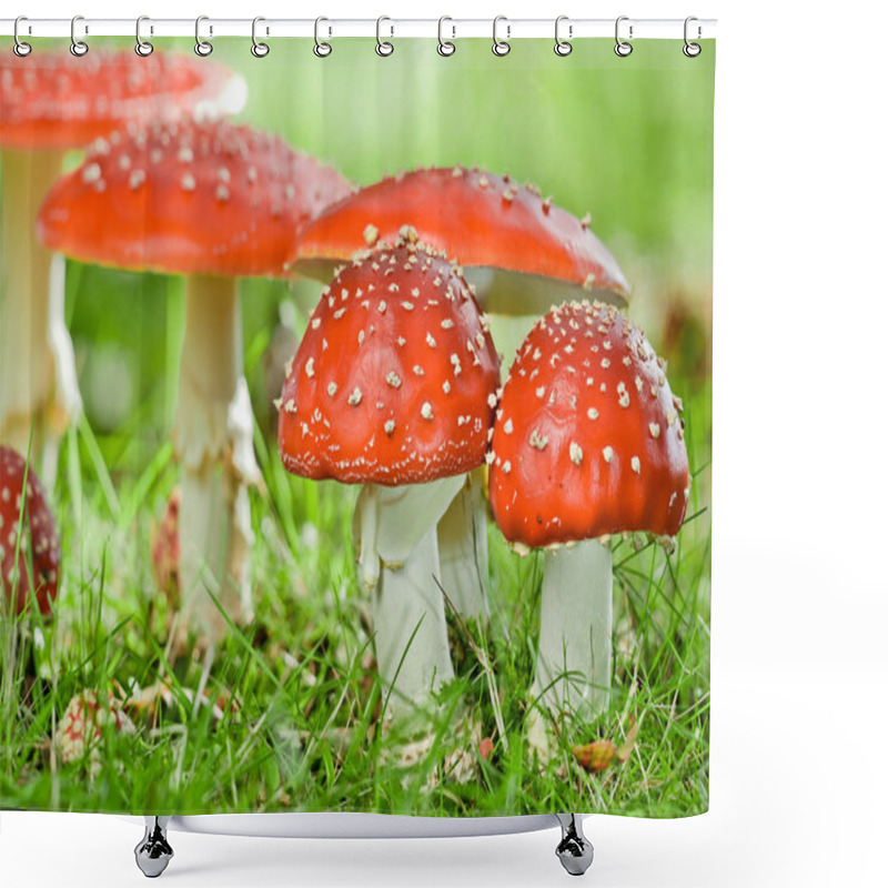 Personality  Fly Agaric Shower Curtains