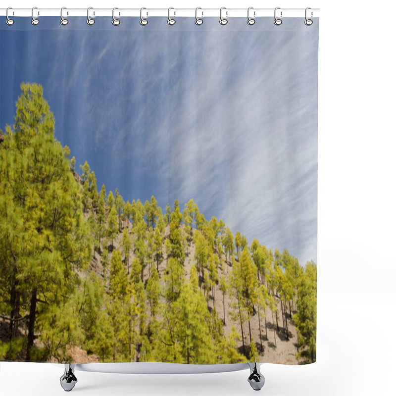 Personality  Forest Of Canary Island Pine Pinus Canariensis. Integral Natural Reserve Of Inagua. Gran Canaria. Canary Islands. Spain. Shower Curtains