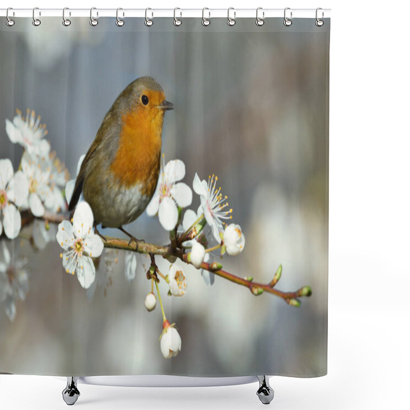 Personality  Close Up Of An European Robin Perching On A Flowering Cherry Blossom Tree In Spring. Shower Curtains