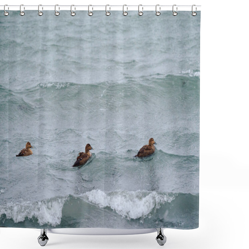 Personality  Eider Ducks Floating On Wavy And Foamy Tides Of Seawater Shower Curtains