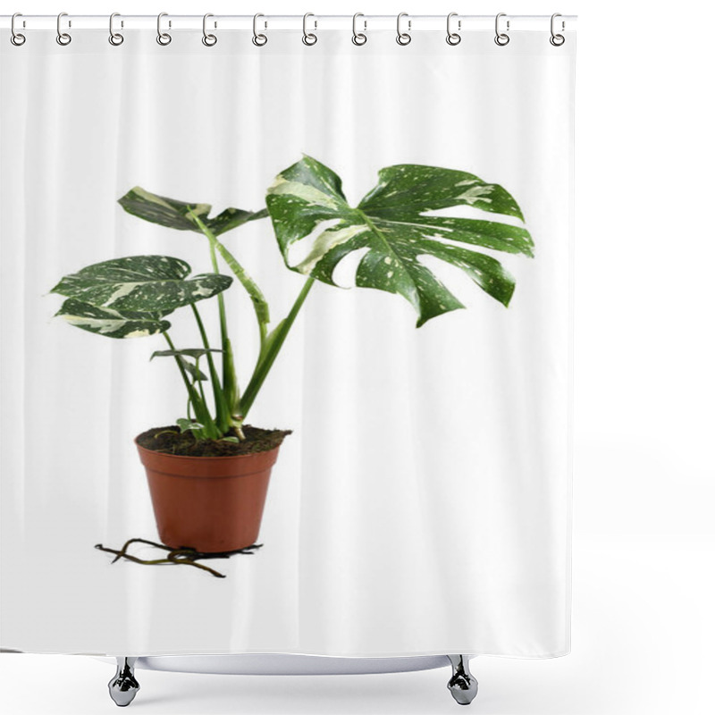 Personality  Rare Variegated Tropical 'Monstera Deliciosa Thai Constellation' House Plant With Beautiful White Sprinkled Leaves Isolated On White Background Shower Curtains