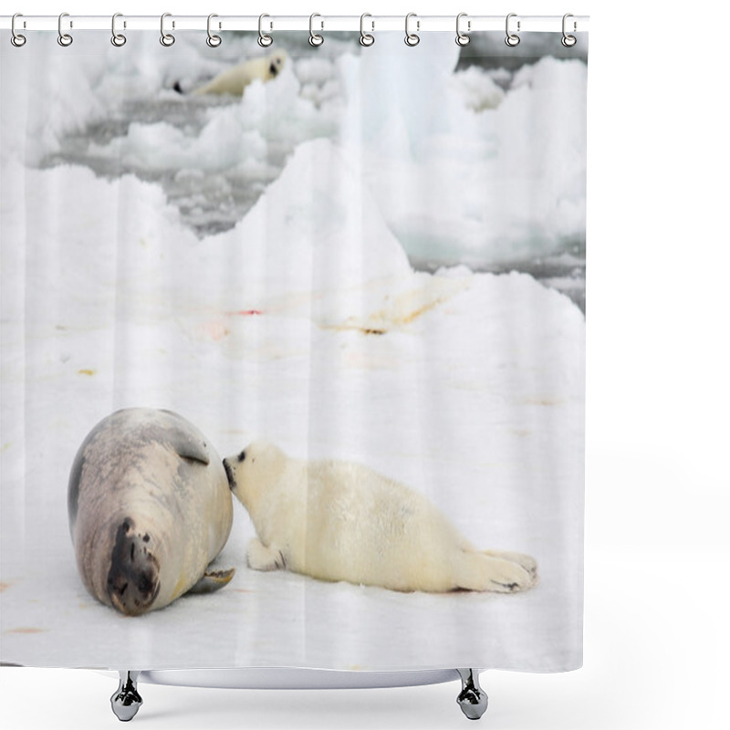 Personality  Mother Harp Seal Cow And Newborn Pup Shower Curtains