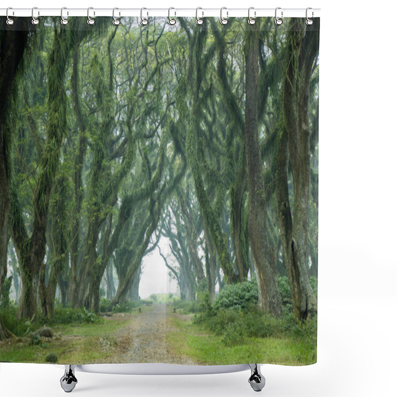 Personality  Beautiful De Djawatan Forest With Giant Trunks Shower Curtains