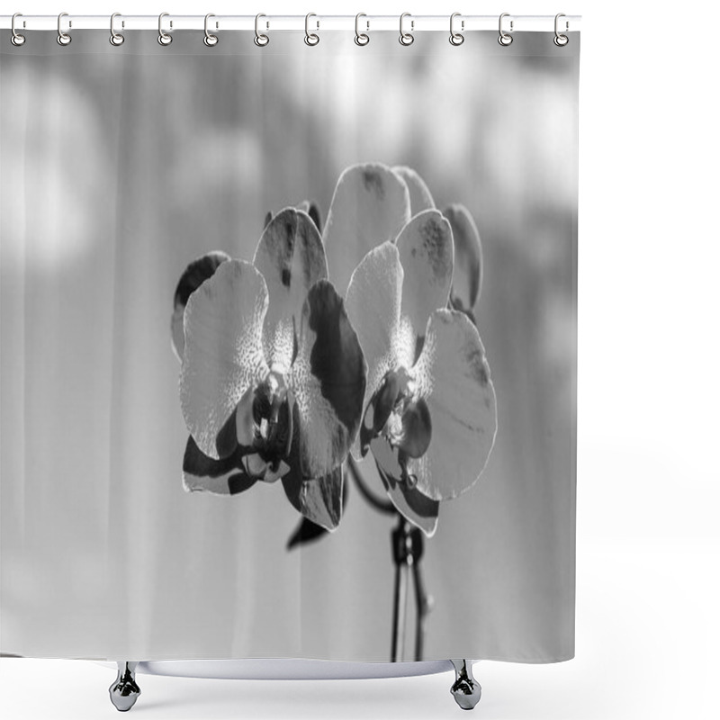 Personality  Orchid Flower Pink On Blue Sky Background. Phalaenopsis Orchid Flower. Floral Background. Shower Curtains