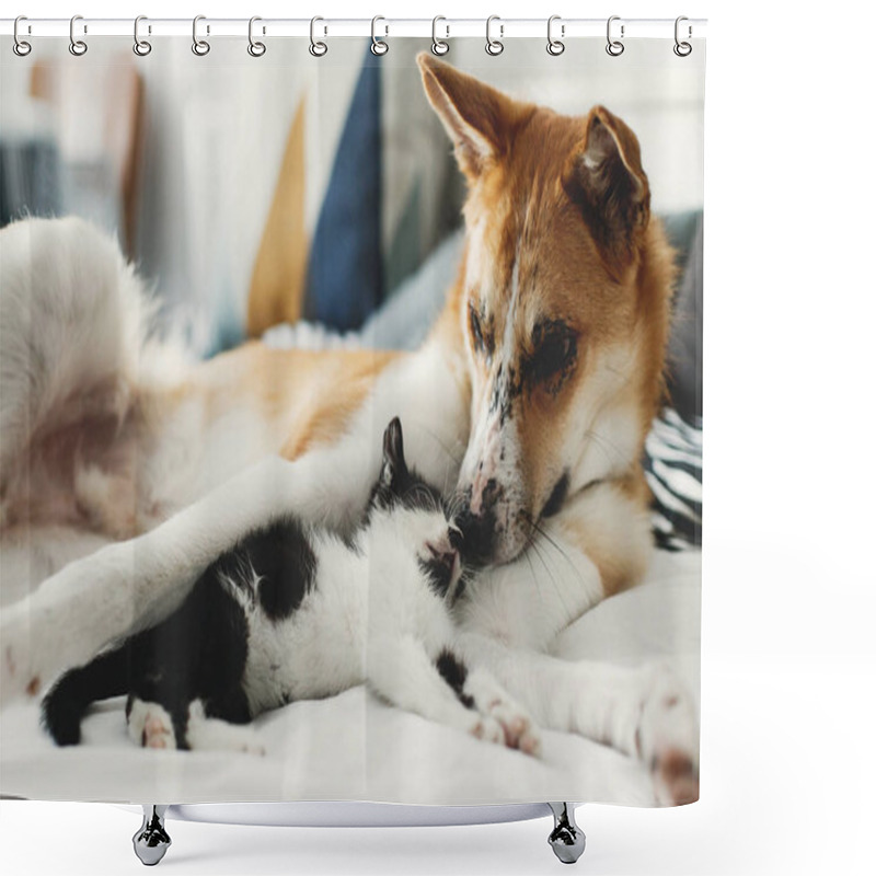 Personality  Cute Little Kitty Sleeping On Big Golden Dog On Bed With Pillows In Stylish Room. Adorable Black And White Kitten And Puppy With Funny Emotions Resting Together On Blanket Shower Curtains