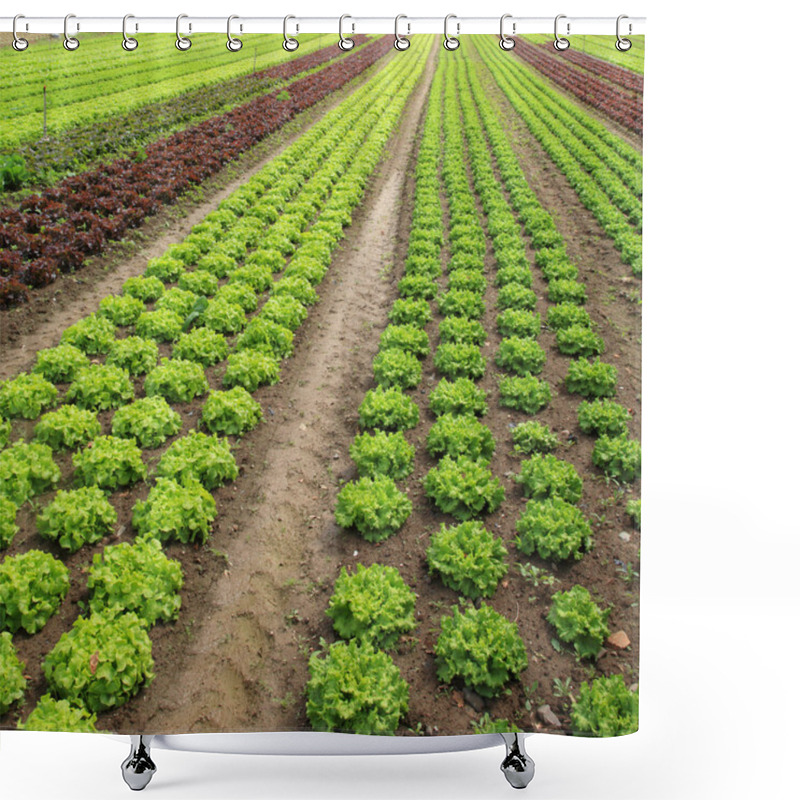 Personality  Lettuces In The Fields Shower Curtains