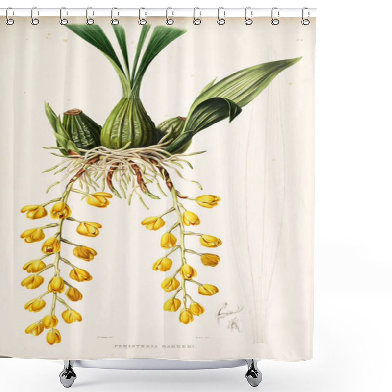 Personality  Illustration Of Flower. Old Image Shower Curtains