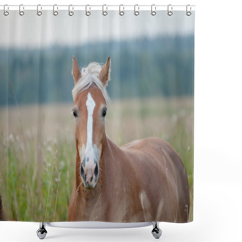 Personality  Palomino Horse Shower Curtains