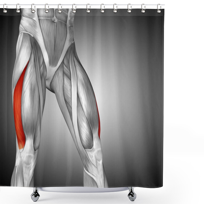 Personality  Human Upper Legs Anatomy  Shower Curtains