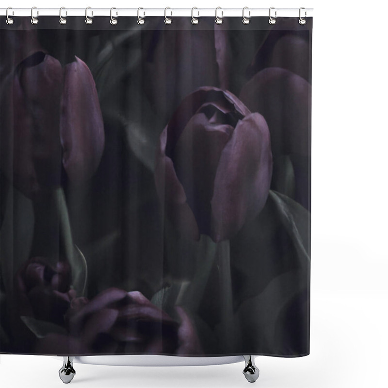 Personality  Black Tulips. Paul Scherer Tulip Buds. Selection And Tulip Mania. Botany, Floriculture, Horticulture And Landscape Design. A Symbol Of Memory Of Soldiers Who Died In Afghanistan And In Other Wars Shower Curtains