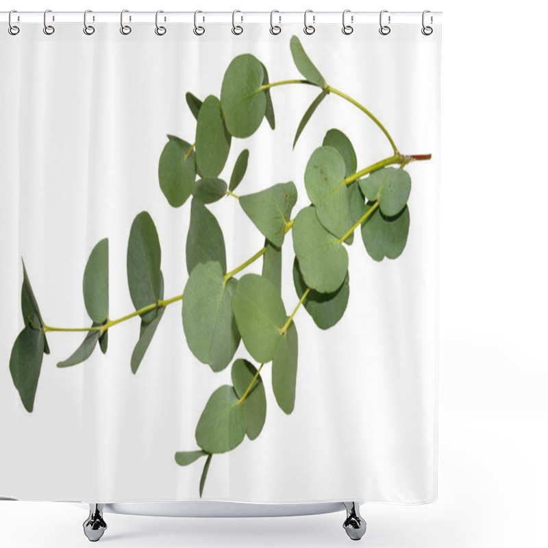 Personality  Eucalyptus Leaves Shower Curtains