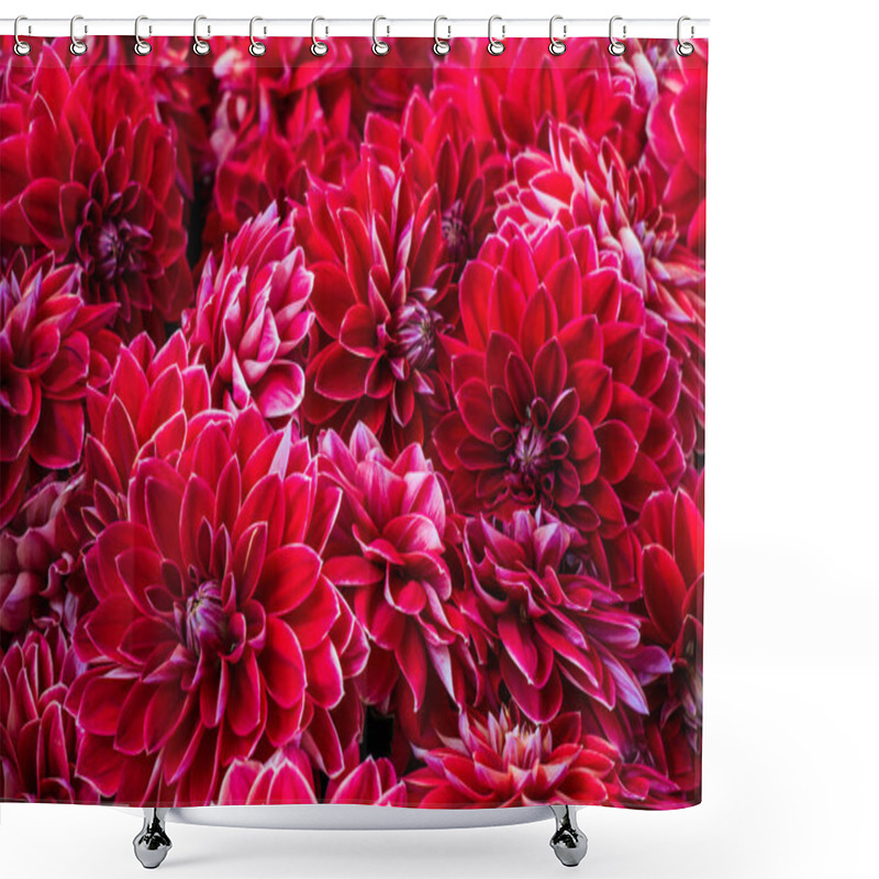 Personality  Beautiful Flowers Of Red Dahlia On A Bush In The Garden. Shower Curtains