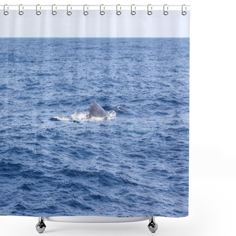 Personality  A Whale Is Swimming In The Ocean. The Water Is Calm And Blue. The Whale Is The Main Focus Of The Image Shower Curtains