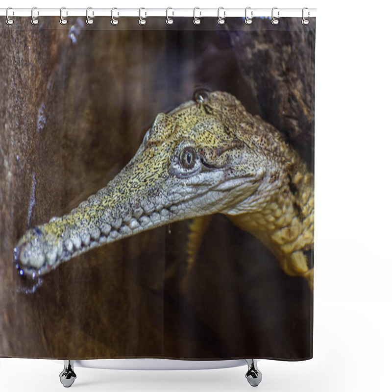 Personality  Head Of A Freshwater Crocodile (Crocodylus Johnstoni). Shower Curtains