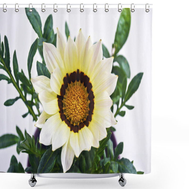 Personality  White Gazania Flower Shower Curtains