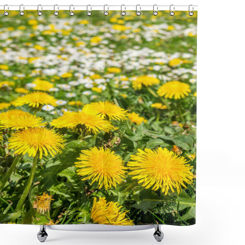 Personality  Dandelion And Daisies In Spring Shower Curtains