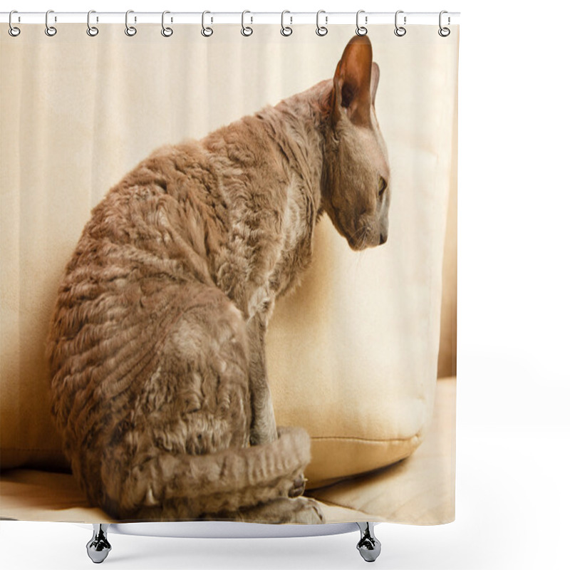 Personality  Egyptian Cat Relaxing On A Couch Shower Curtains