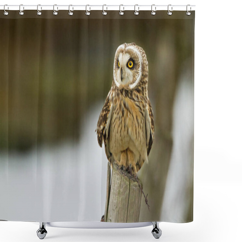 Personality  Short Eared Owl On A Pole Shower Curtains