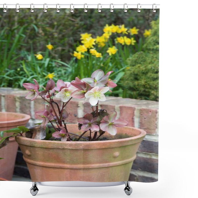 Personality  Hellebore Niger, Christmas Rose Or Winter Rose In A Pot On A Patio In A Garden In Early Spring, UK Shower Curtains